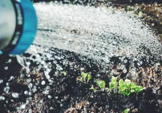 illustrative image, watering plants