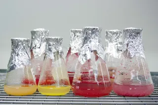Cell cultures plant biotechnology